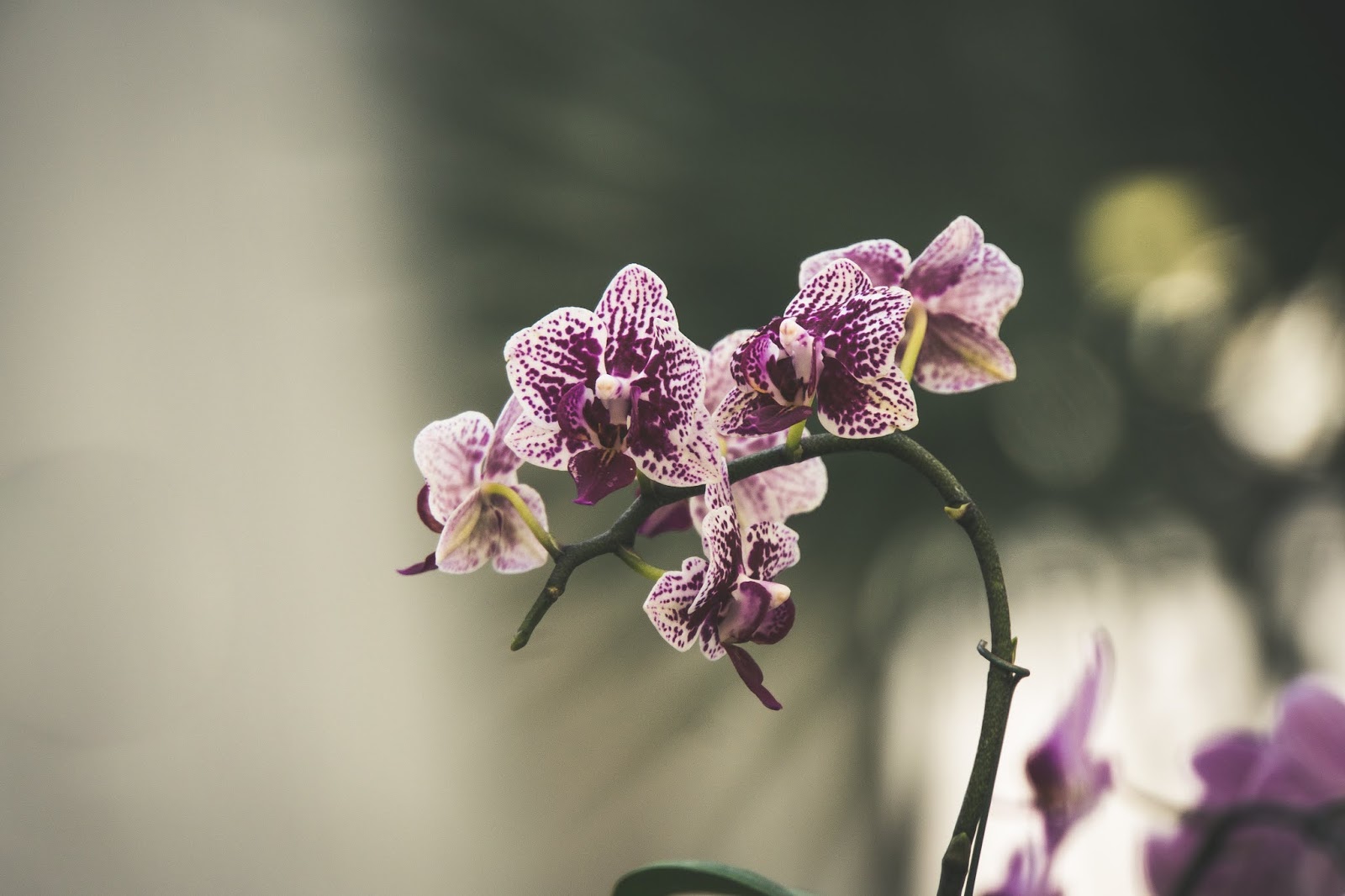 Hacer florecer las orquídeas