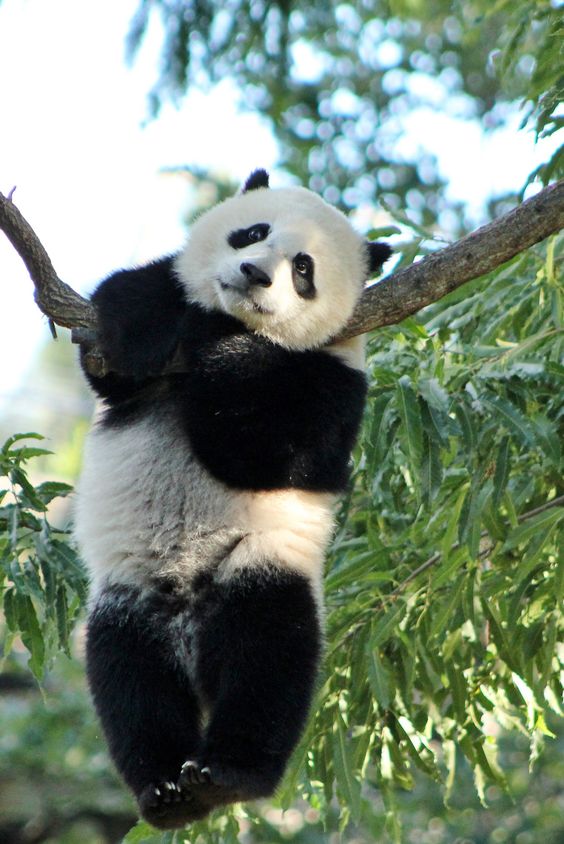 خلفيات للهاتف دب باندا