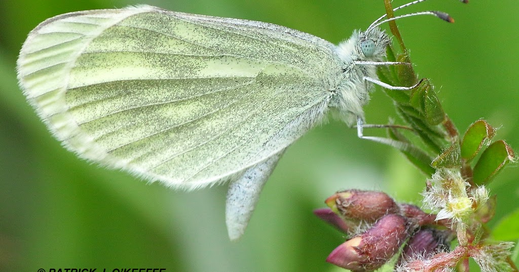 Raw Birds CRYPTIC WOOD WHITE BUTTERFLY (Leptidea juvernica) Lullymore