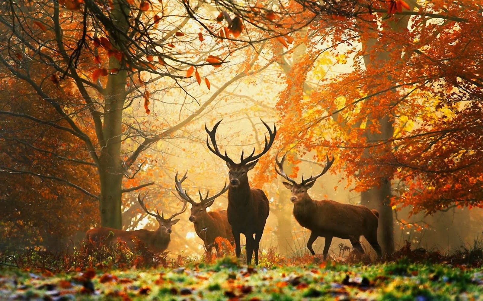 Elks in the autumn forest