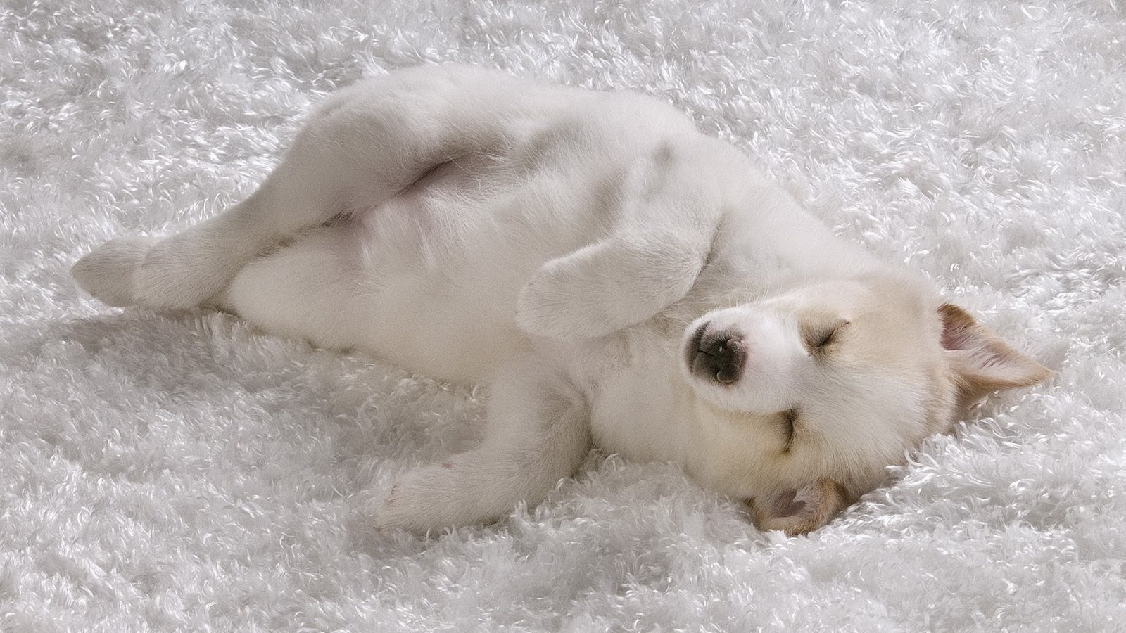 Beautiful Wallpapers: white animals wallpaper