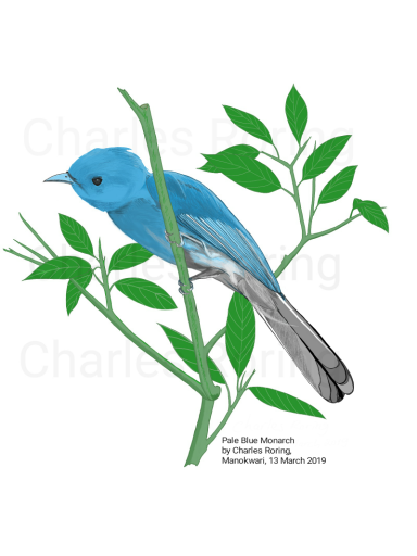 Pale Blue Monarch (Hypothimis puella)