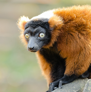 Public Domain image of a red-ruffed lemur by Mathias Appel