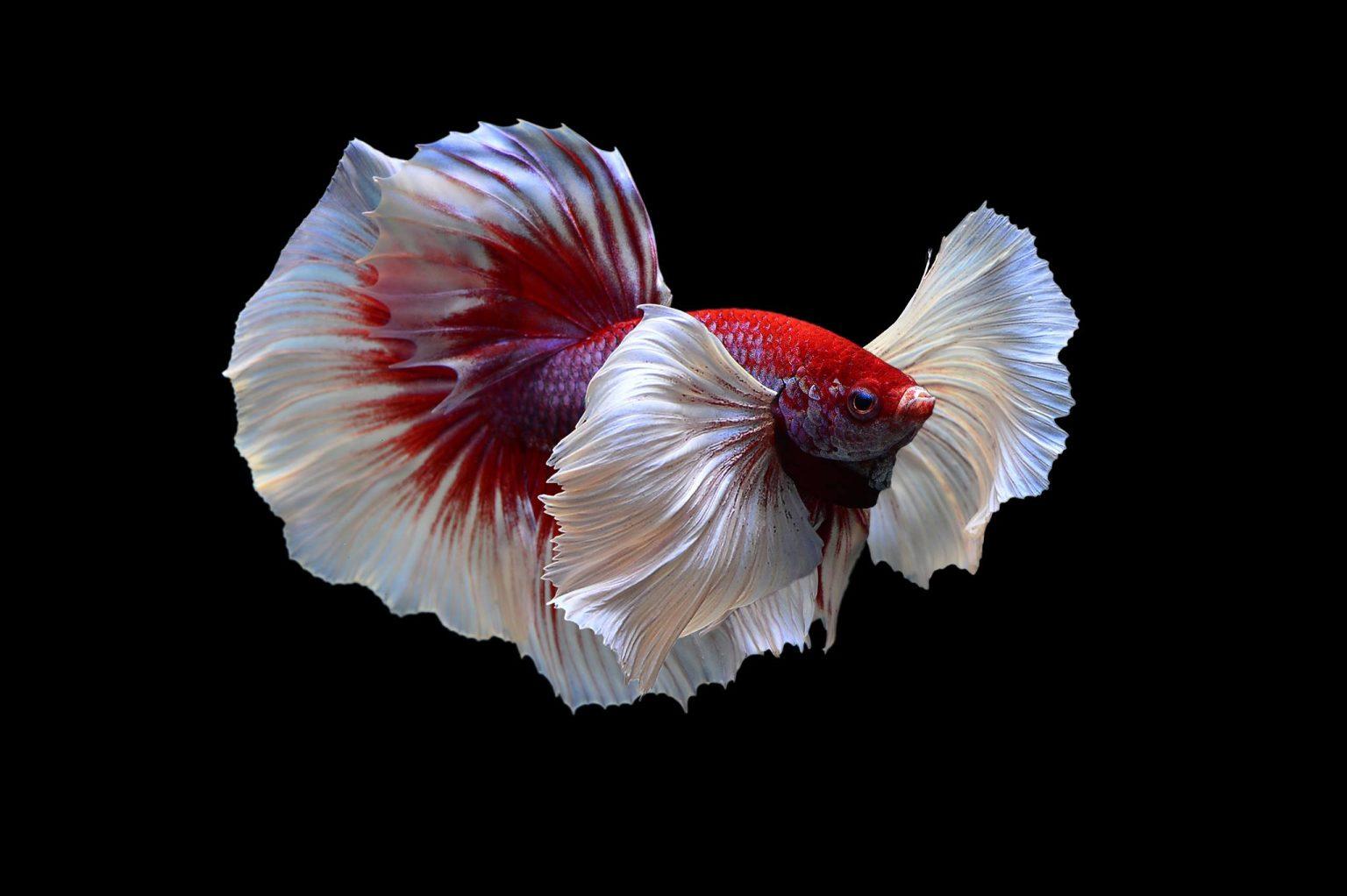 Betta 101: Khám phá sự ngộ nghĩnh từ chú Betta Dumbo | Fancy Viet Farm