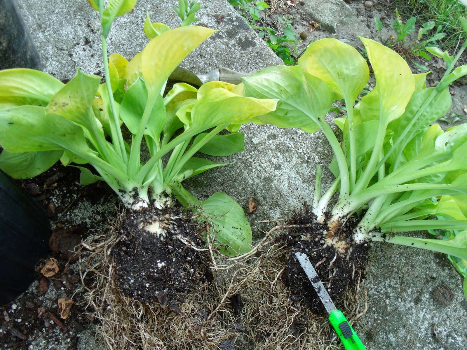 Gear Acres at Top of the Hill: Dividing Hostas and Getting more for ...