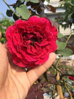 hoa hồng leo hải phòng