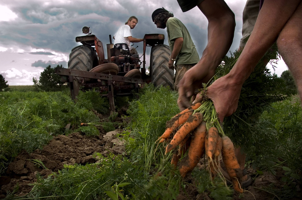 Carrots Farm Workers Needed In Canada APPLY NOW HOLARNS