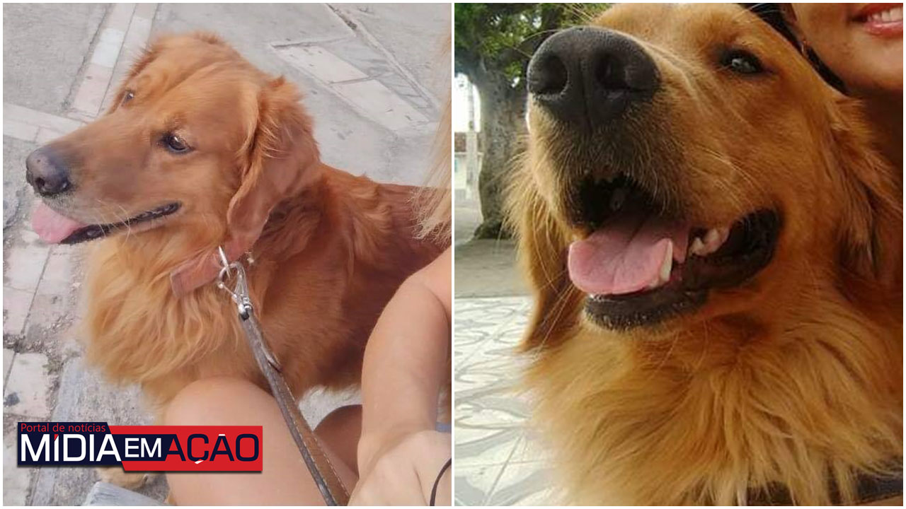 Dono procura por cachorro desaparecido em Sertânia; ajude a encontrar