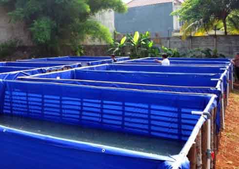 Jual Kolam Terpal Bulat Siap Pakai Murah 085784245387 Panduan Membuat Kolam Terpal Yang Benar Untuk Budidaya Ikan Lele
