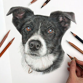 09-Kai-Border-Collie-Angie-A-Pet-and-Wildlife-Pencil-Drawing-Artist-www-designstack-co