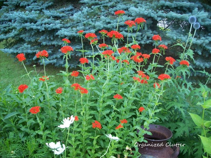 Using Red Blossoms in Garden & Pots www.organizedclutterqueen.blogspot.com