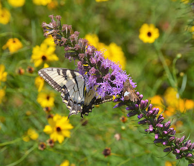 The Liatris Show: A Treat for Butterflies Southern Meadows Blog