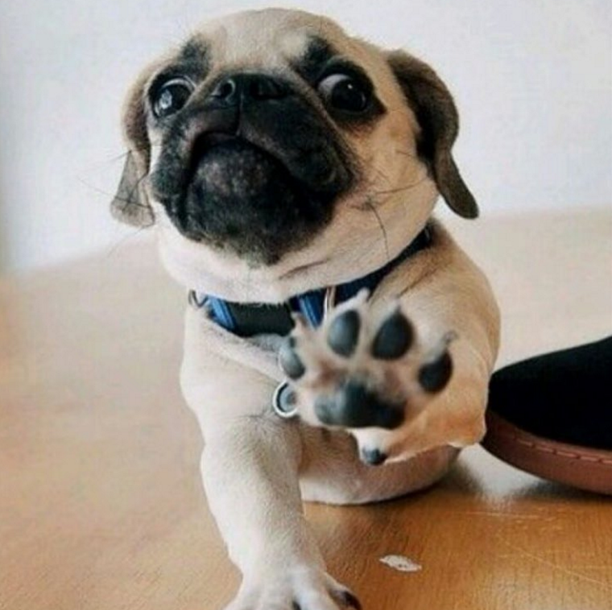 The Loudoun Pet Sitting Company Professional Pet Sitting & Dog Walking