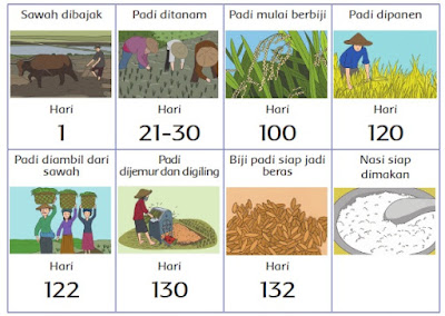 Materi dan Kunci Jawaban Buku Siswa Tema 3 Kelas 4 Halaman 7, 8, 9, 10