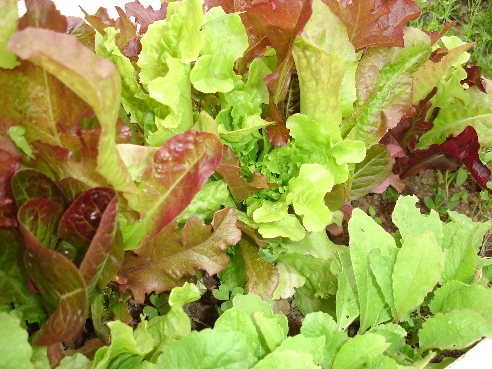 Kochbuch für Max und Moritz: Salat aus roten Erdbeeren und grünem ...