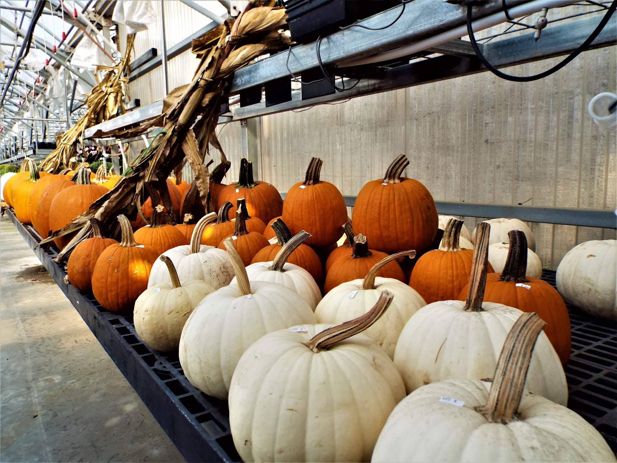 Rebecca's Hearth and Home A Visit to Stoplight Market in Butler, MO