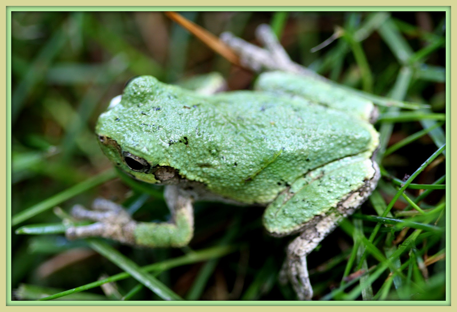 Walk With Father Nature "Blog" The Tree Frog