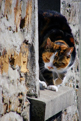 alt="gato curioseando a traves de la ventana"