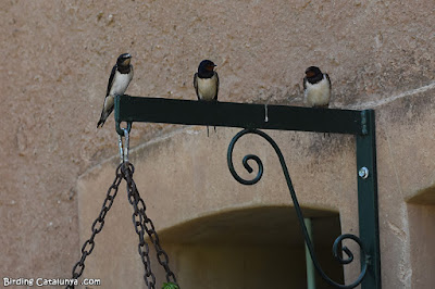 Oreneta vulgar (Hirundo rustica) Oreneta vulgar (Hirundo rustica)