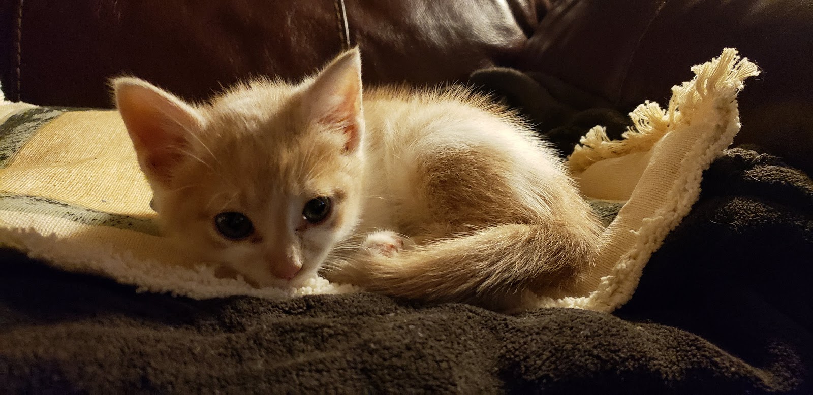 Chrisalina's Blog Scent marking in female dogs, and Meet the Dogs.