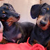 15 Most Difficult Emotions All Dachshunds Go Through
