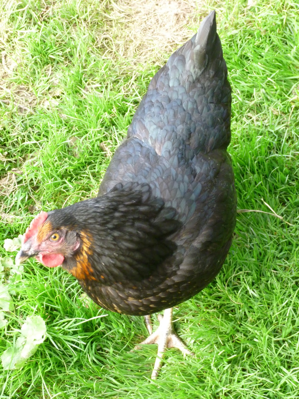 Our New Life in the Country Meet The Rockettes