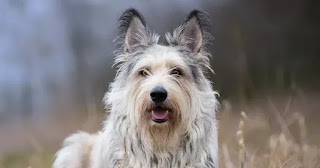 Top 8 Shaggy dog breeds