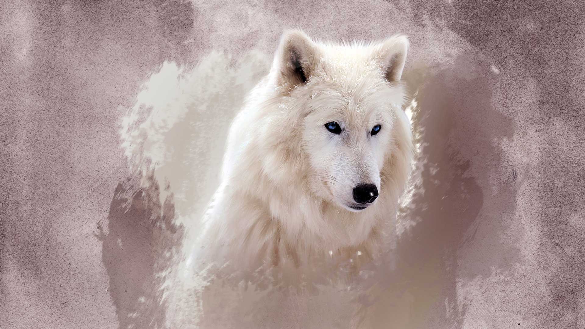 beyaz kurt resimleri 2