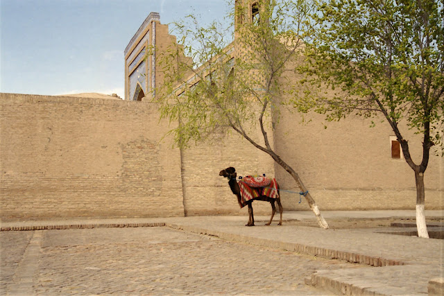Ouzbékistan, Khiva, chameau, © L. Gigout, 2012
