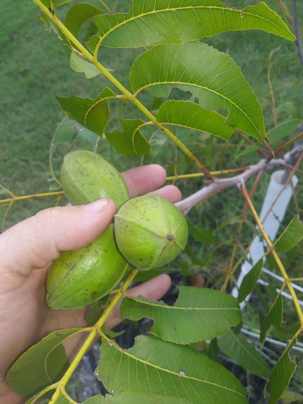 Oklahoma Pecans