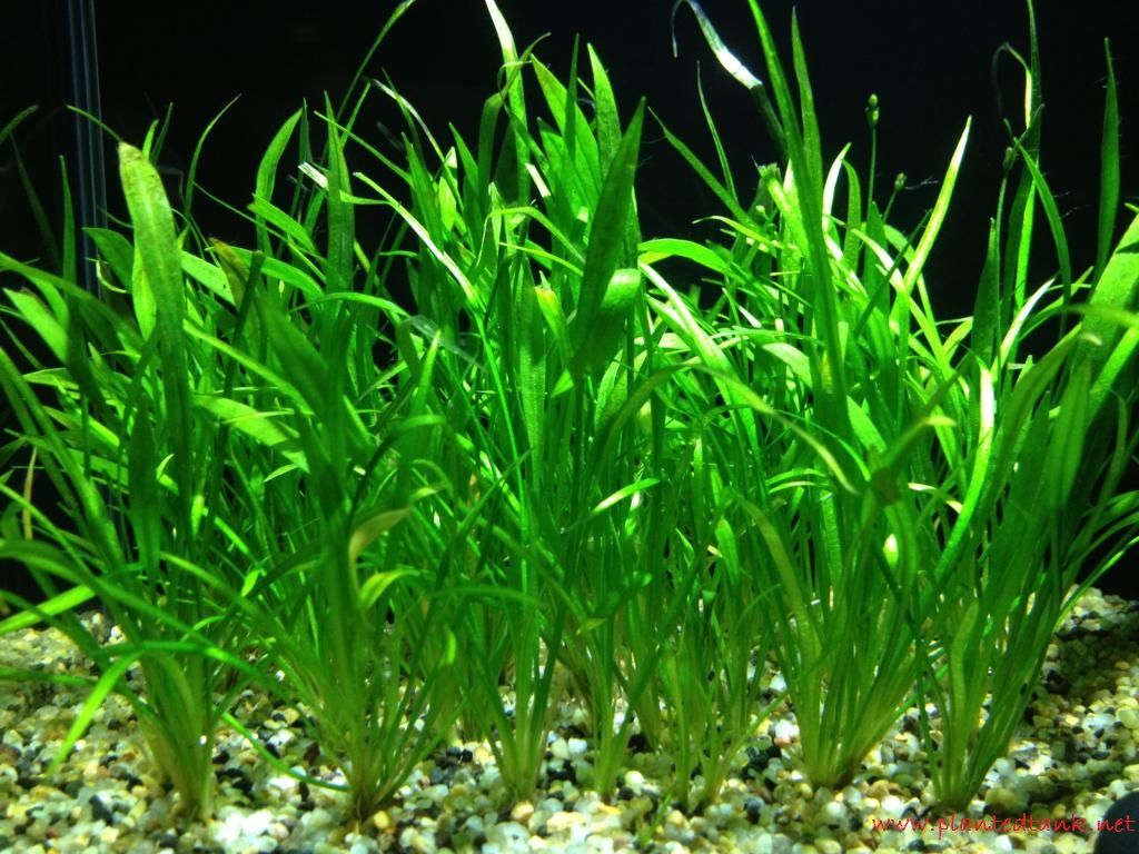 Lilaeopsis - Tanaman - Tanaman Aquascape Untuk Pemula Yang Mudah Sekali Perawatanya