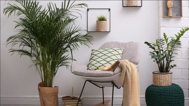 Cómo decorar tu casa con plantas, la mejor opción por dentro y por fuera