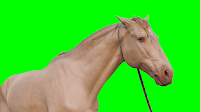 A free video of head and shoulders shot of a white horse on a rope lead set against a green screen background.