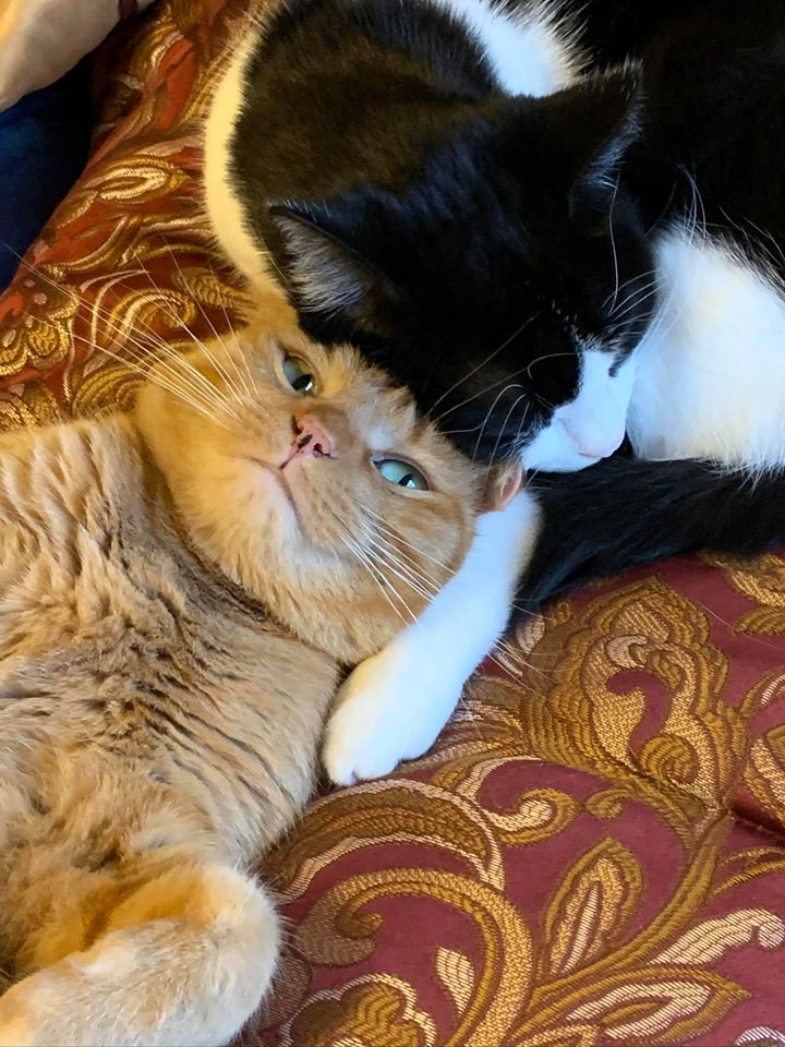 It's all about the cats! The cutest little cuddlers