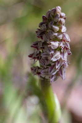 [Orchidaceae] Noetinea maculata - macro