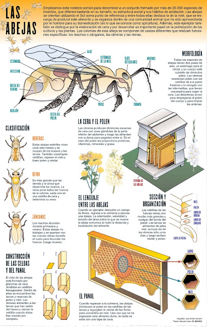 infografía abejas