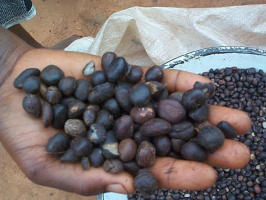 Zoom Sur L Huile De Palmiste Nappy Diary