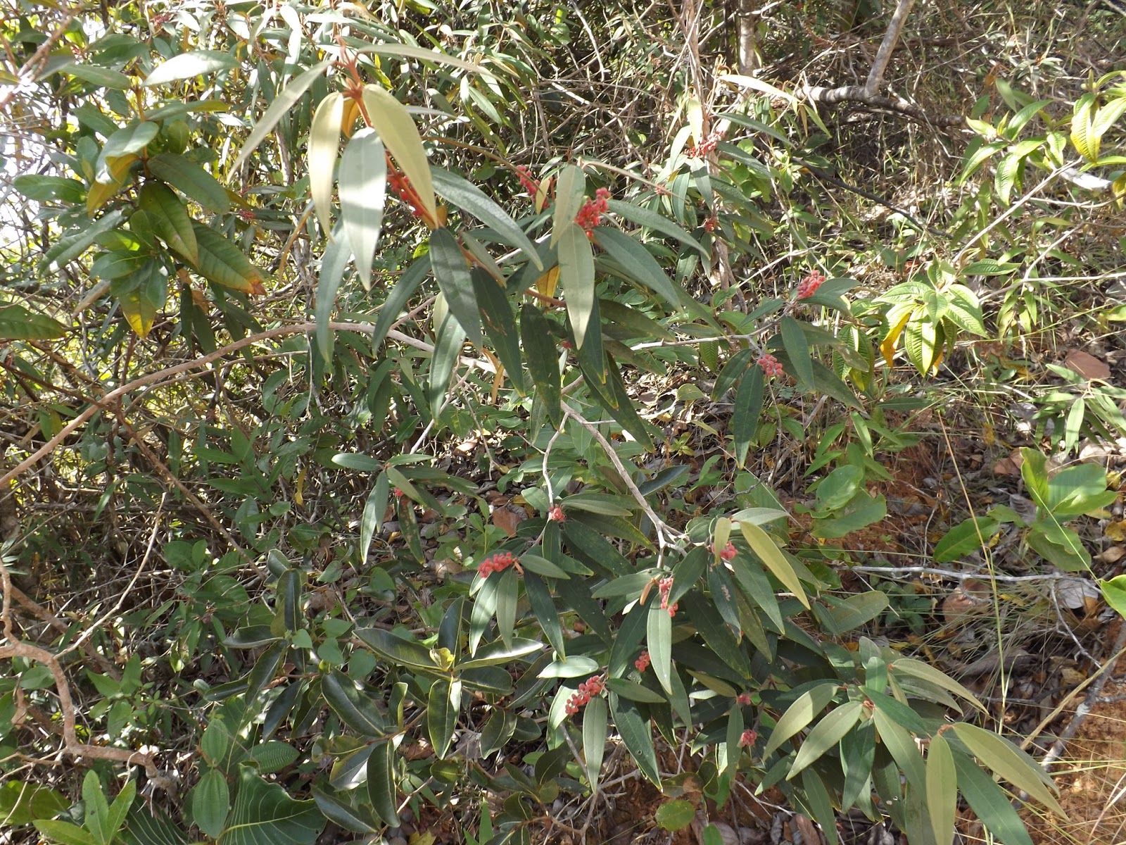 natureza selvagem Micônia