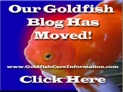 Goldfish Care Information