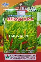 CARA MENANAM CABE BHASKARA, JUAL BENIH CABE BHASKARA, TANAMAN CABE BHASKARA, LMGA AGRO, CABE RAWIT BHASKARA, BISI, PT BISI INTERNATIONAL TBK, CAP KAPAL TERBANG, BISI, CHIA TAI SEED, LMGA AGRO