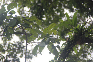  Tanaman kesambi adalah tanaman pohon yang sering kita jumpai berada disekitar kita Manfaat Tanaman Kesambi / Kecacil (Schleichera Oleosa (Lour.) Oken)