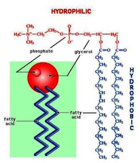 Phospholipid