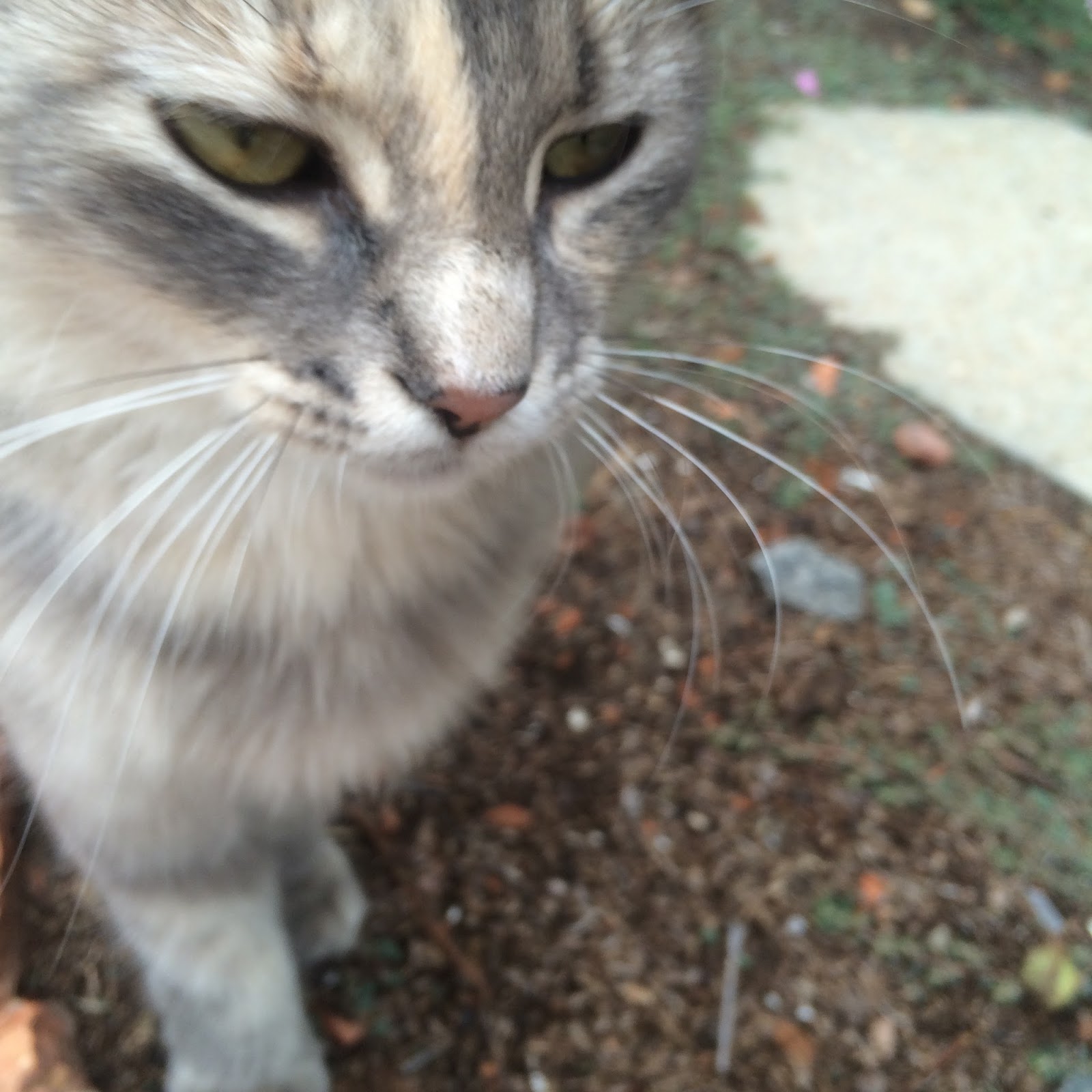 EndangeredSwimmer Claud, Alabama and Pashmahuna