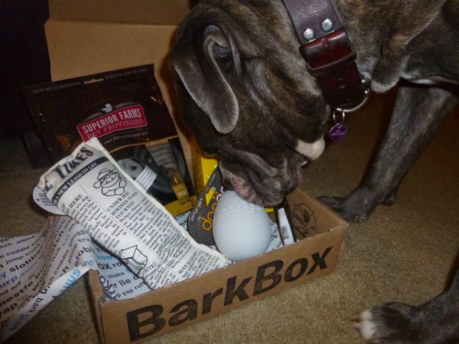 Emma and Zoe Our Barkbox Review April 2014 Zoe's Big Dog Box