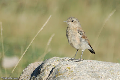 Còlit gris (Oenanthe oenanthe)