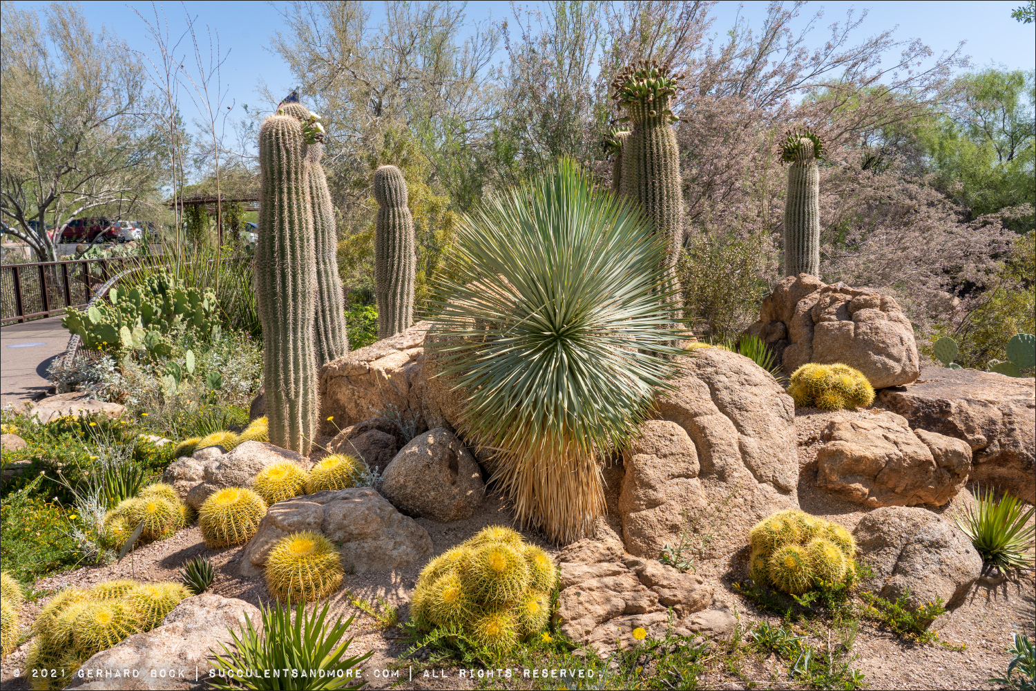 Desert Botanical Garden—morning walk (May 2021)