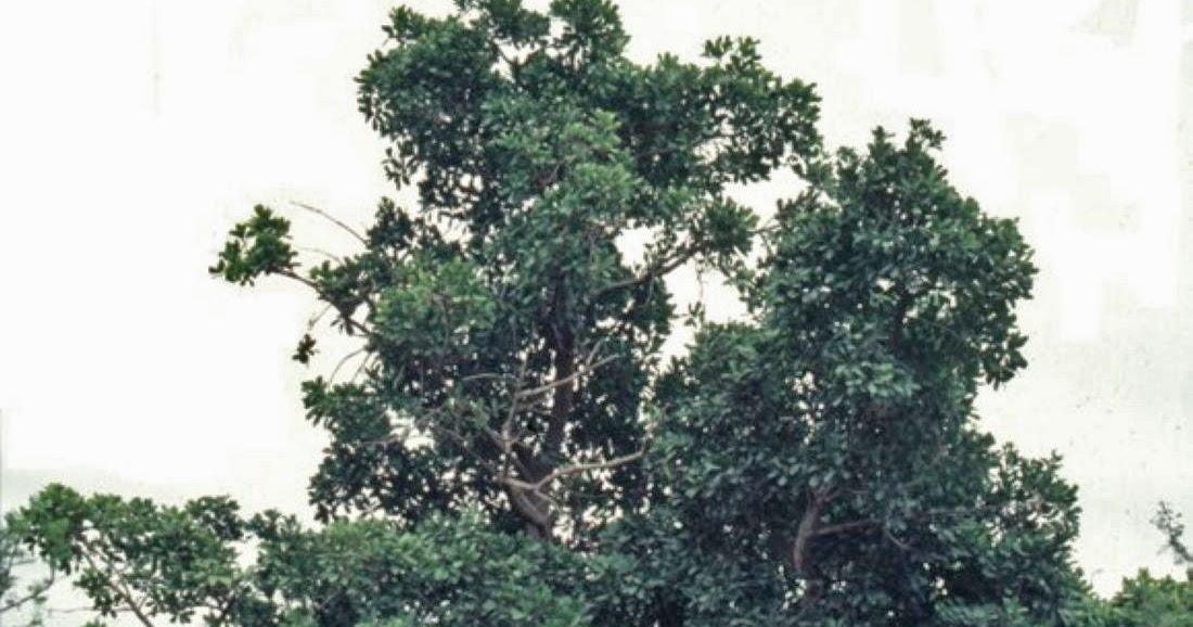 Argentina nativa: Canelón (Myrsine laetrivens)