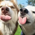 16 Warning Signs That Show Siberian Huskies are the Worst Friends Ever