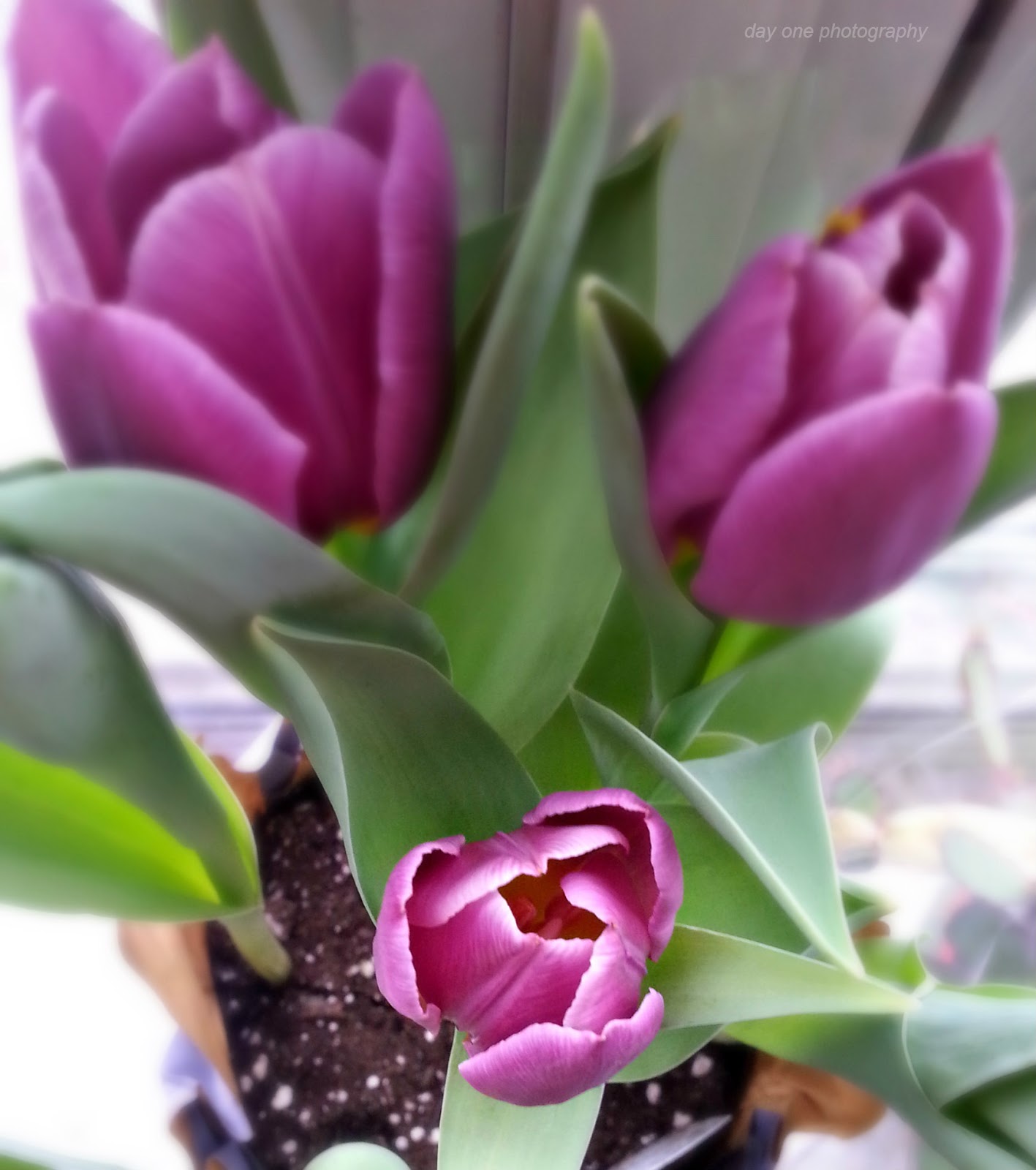 Day One Photography: Purple Tulips
