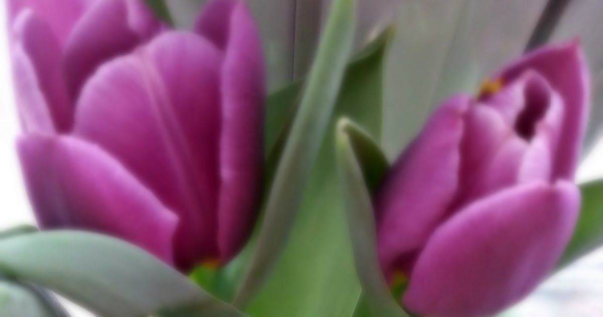 Day One Photography: Purple Tulips